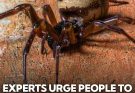 Urgent Warning: Keep Windows Shut to Stop the Most Venomous Spider from Entering Homes