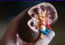 10 Symptoms of Kidney Disease