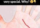 Understanding the Key Lines in Palmistry