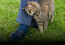 When a Cat Rubs Against You — What Should You Do?